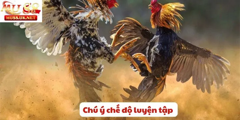 Chú ý chế độ luyện tập