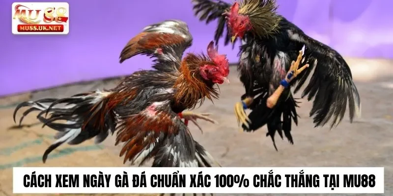 Cách xem ngày gà đá chính xác tại Mu88